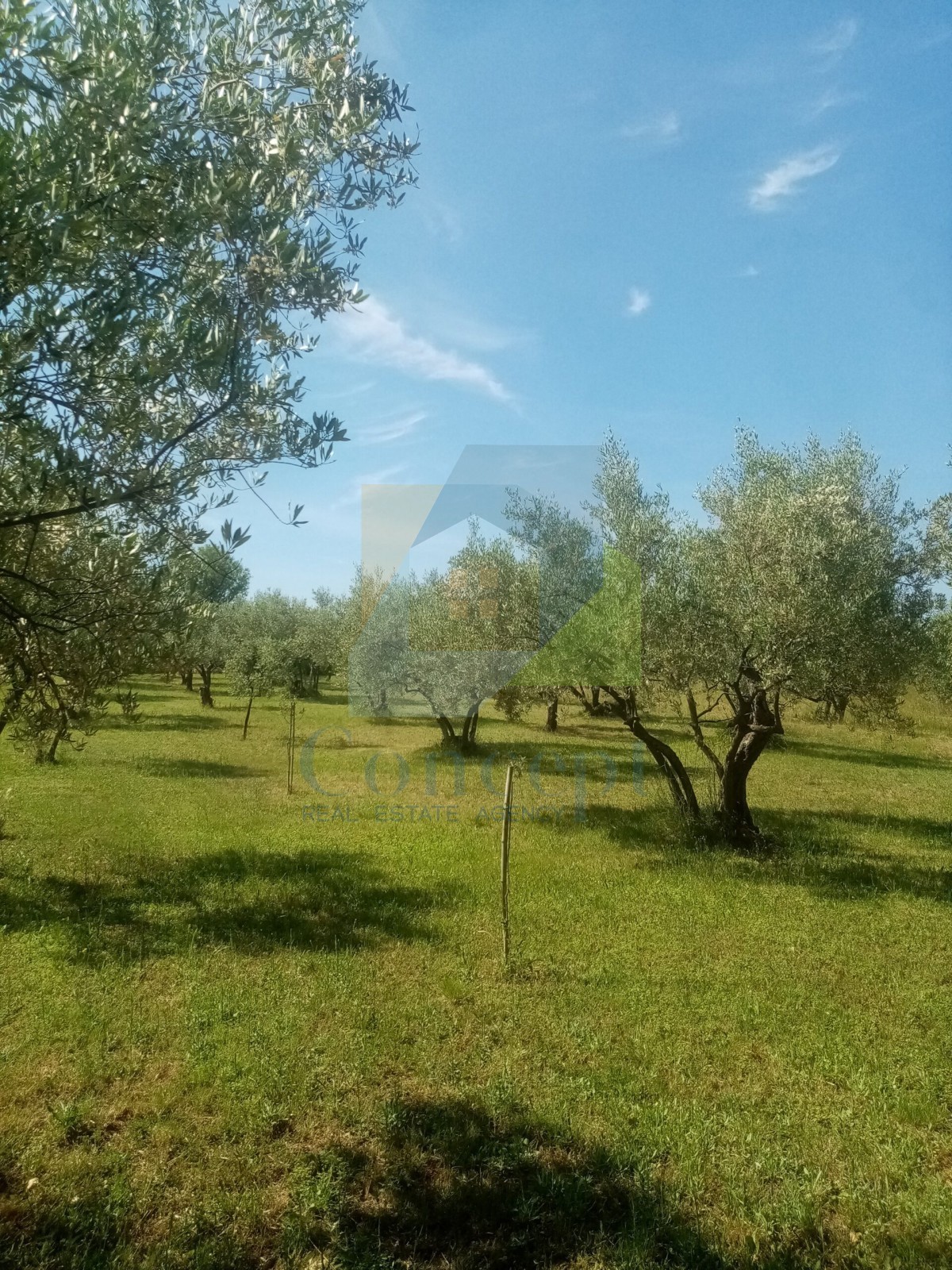 Poreč, Terreno agricolo, uliveto con olivi secolari, 300 m dal mare