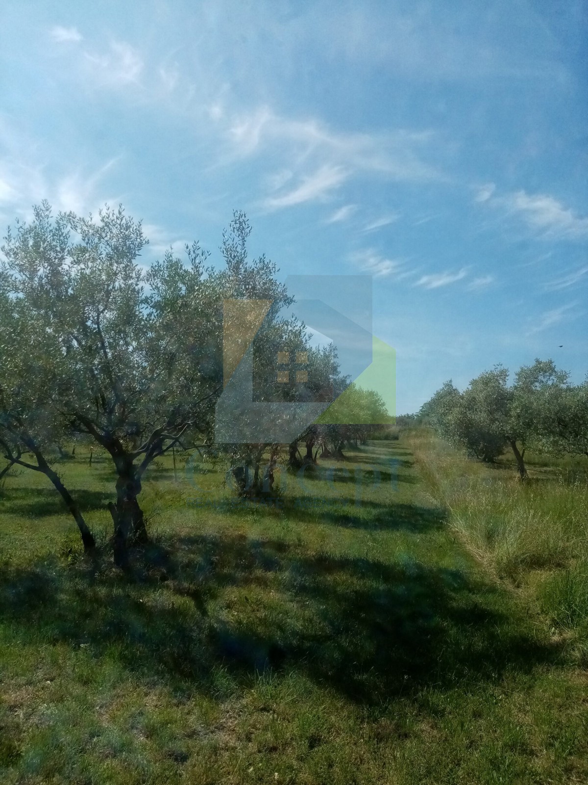 Poreč, Terreno agricolo, uliveto con olivi secolari, 300 m dal mare