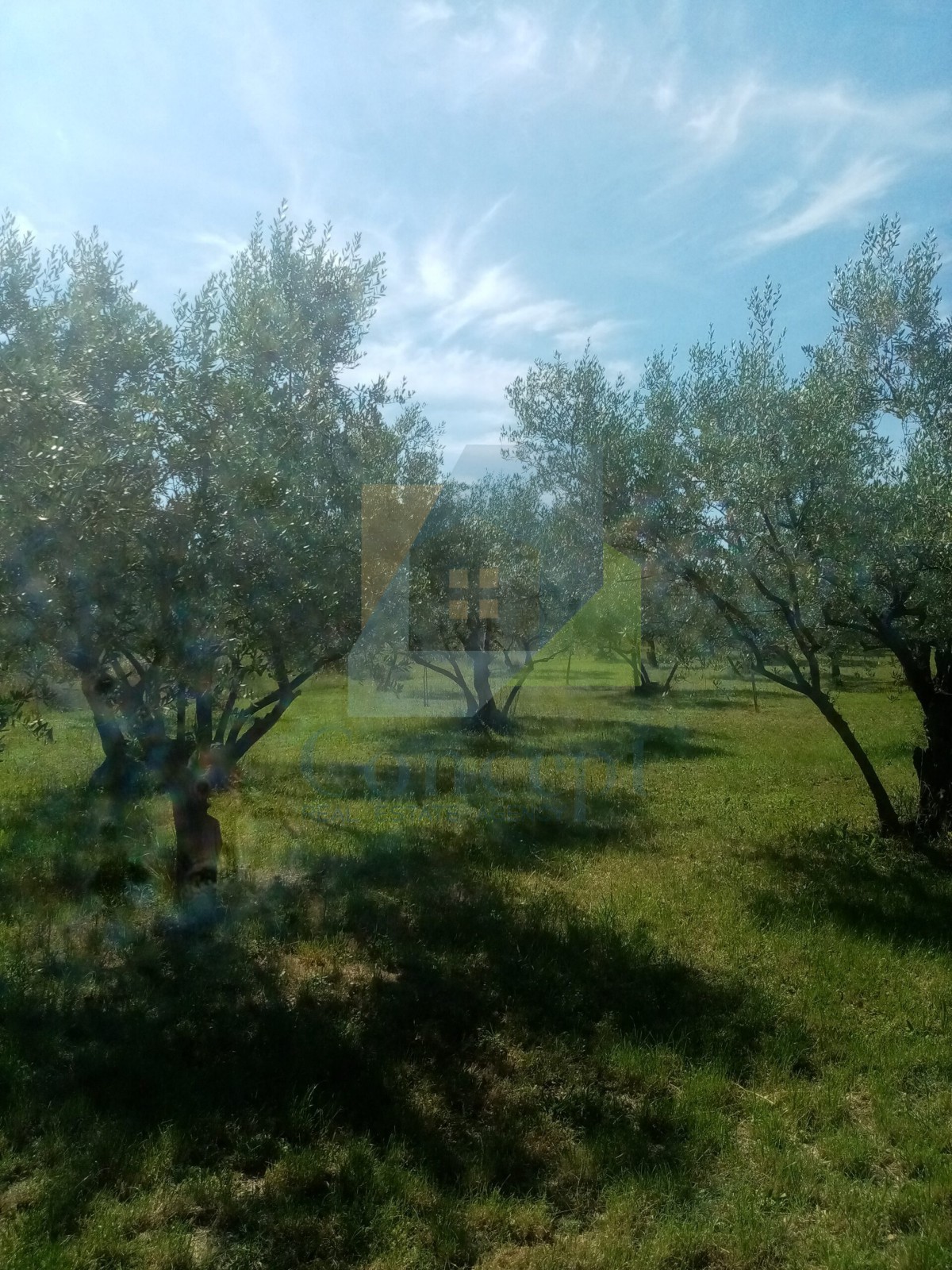 Poreč, Terreno agricolo, uliveto con olivi secolari, 300 m dal mare