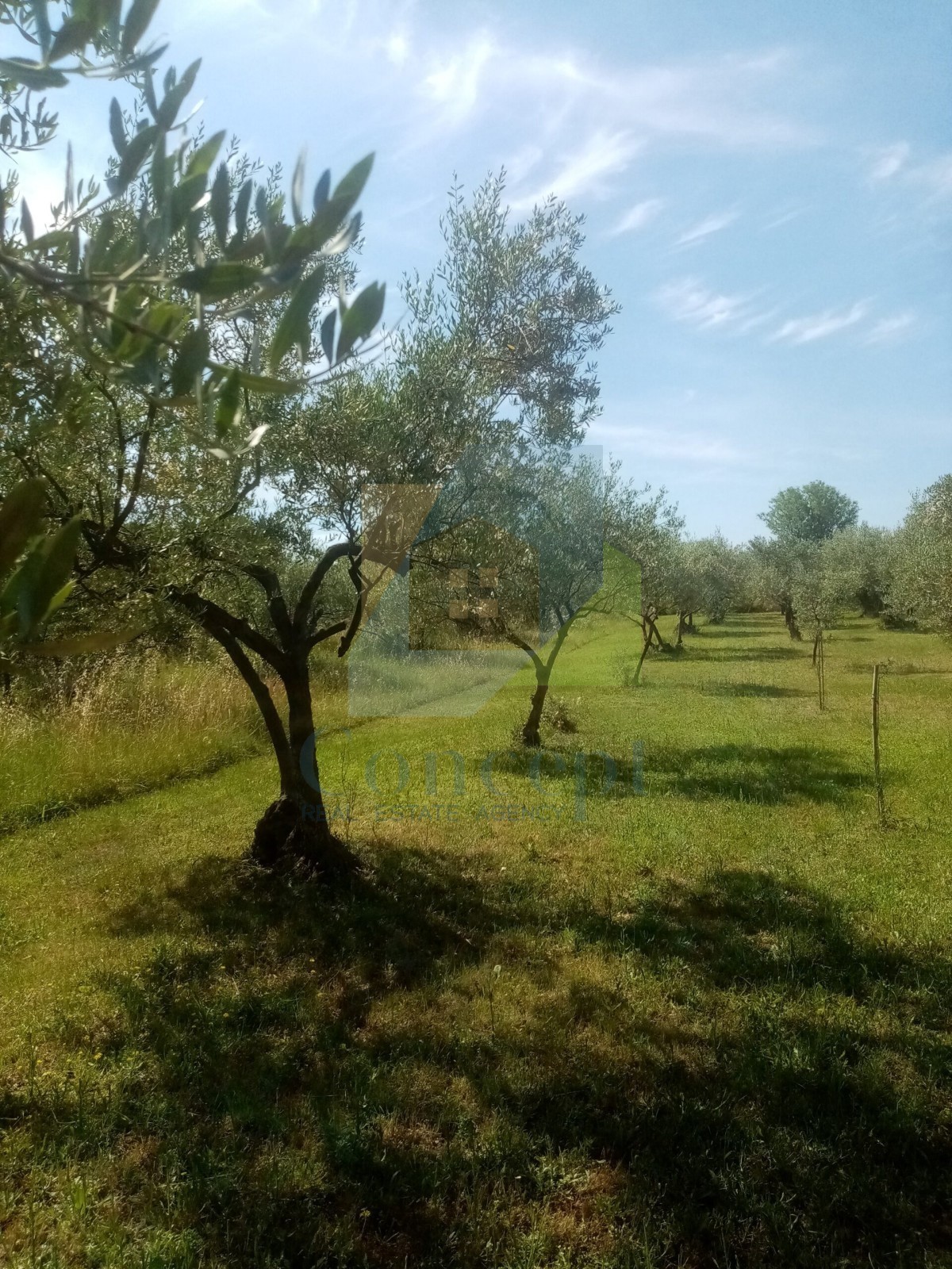 Poreč, Terreno agricolo, uliveto con olivi secolari, 300 m dal mare