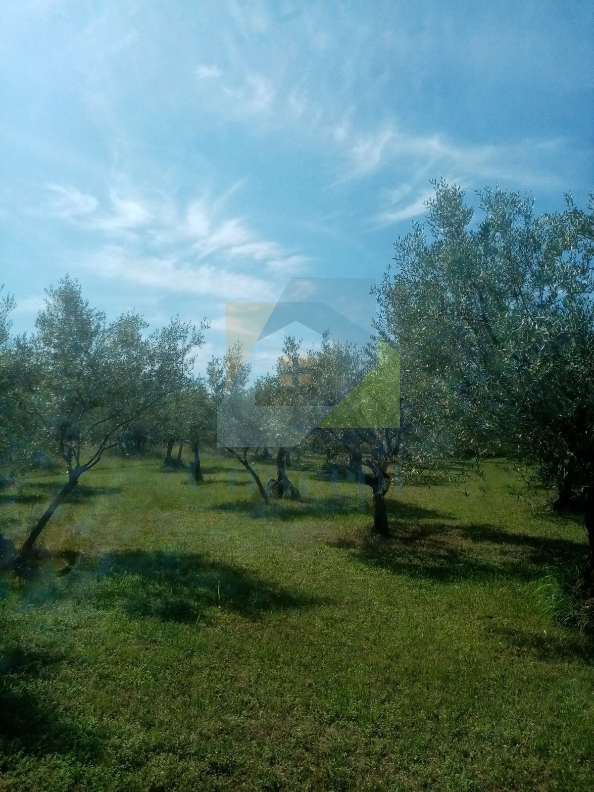 Poreč, Terreno agricolo, uliveto con olivi secolari, 300 m dal mare