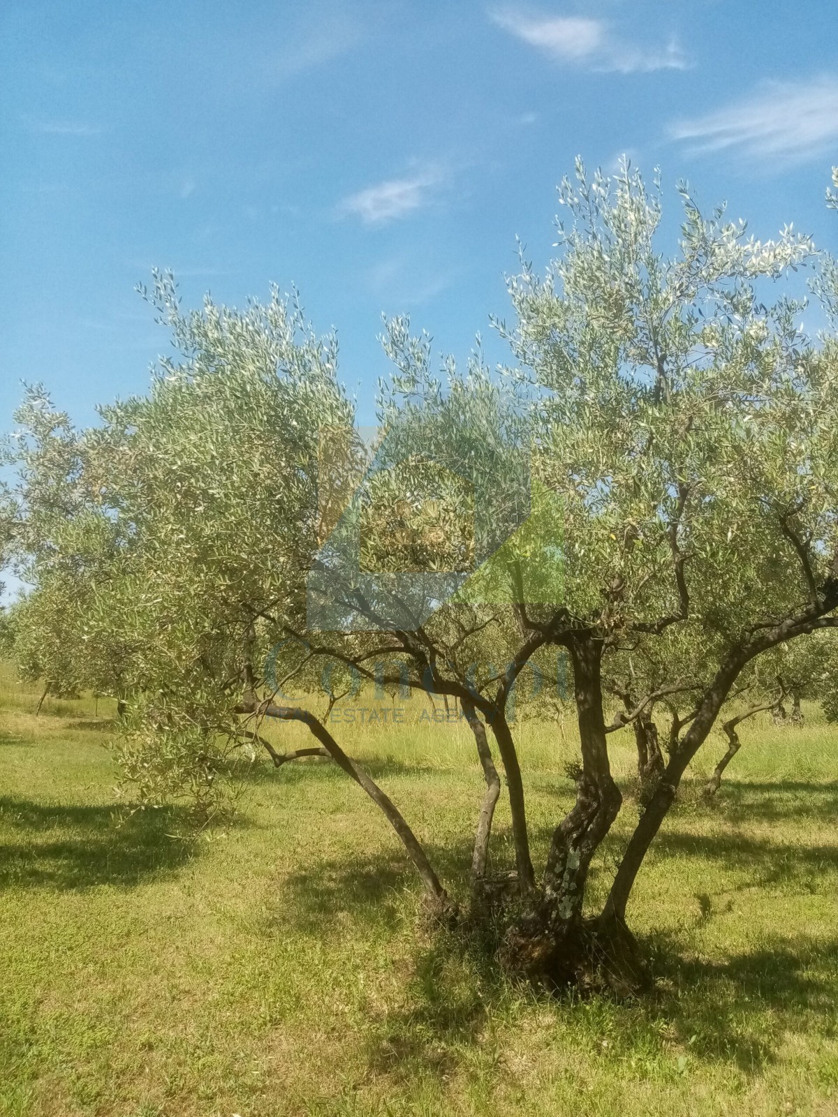 Poreč, Terreno agricolo, uliveto con olivi secolari, 300 m dal mare