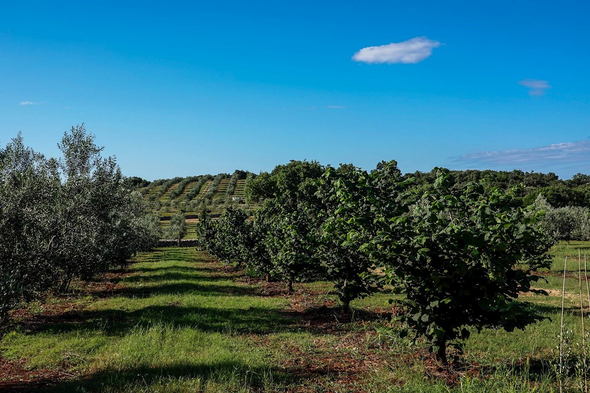 Terreno esclusivo con uliveto e progetto per una casa