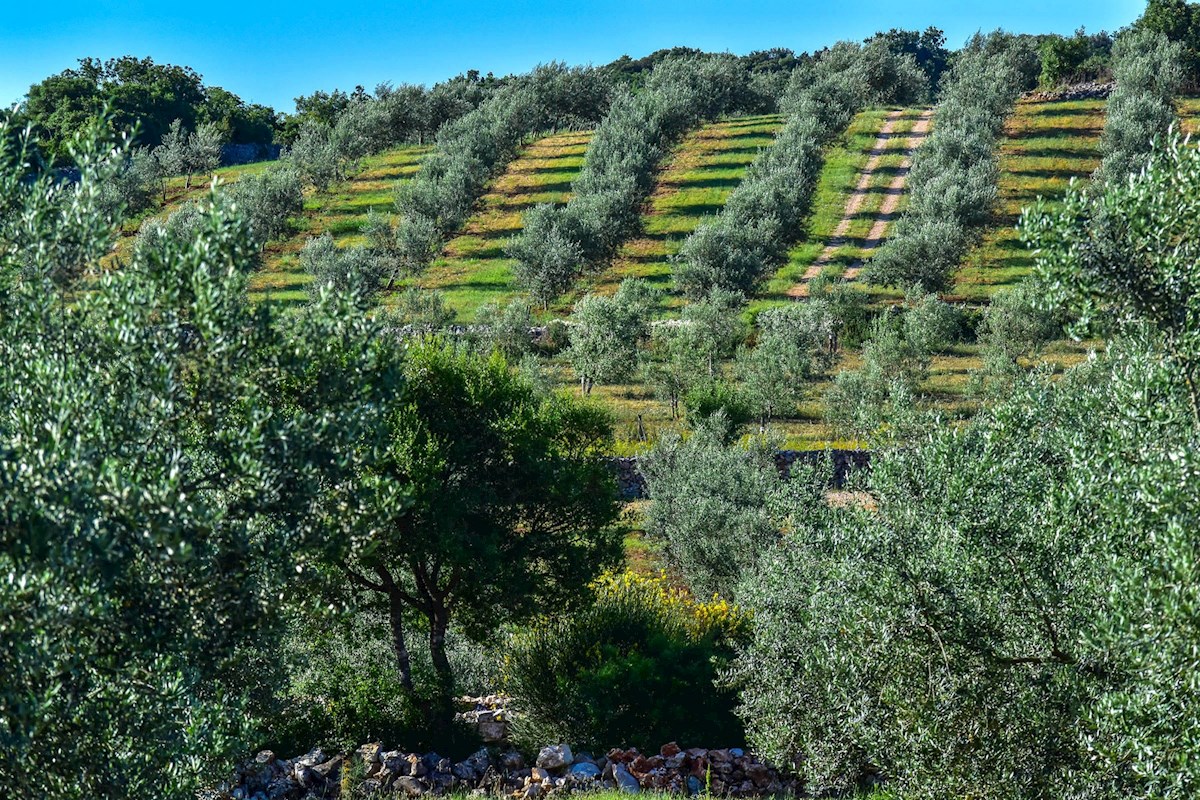 Terreno esclusivo con uliveto e progetto per una casa