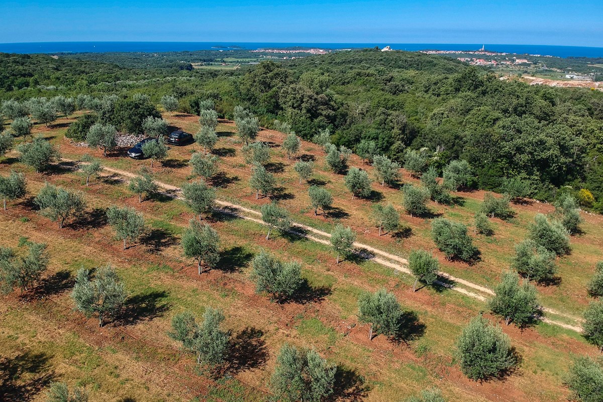 Terreno esclusivo con uliveto e progetto per una casa