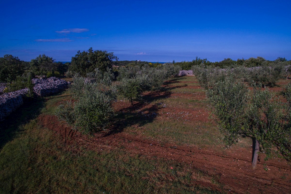 Terreno esclusivo con uliveto e progetto per una casa