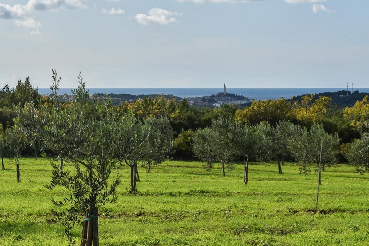 Terreno esclusivo con uliveto e progetto per una casa