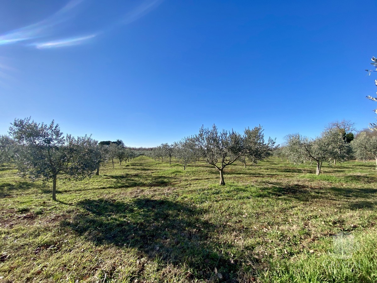 10.324 m2 PROPRIETÀ AGRICOLA CON ULIVETO, VISTA MARE E STRUTTURA LEGALIZZATA: UN'OASI DI PACE A SOLI 3,5 KM DA NOVIGRAD!
