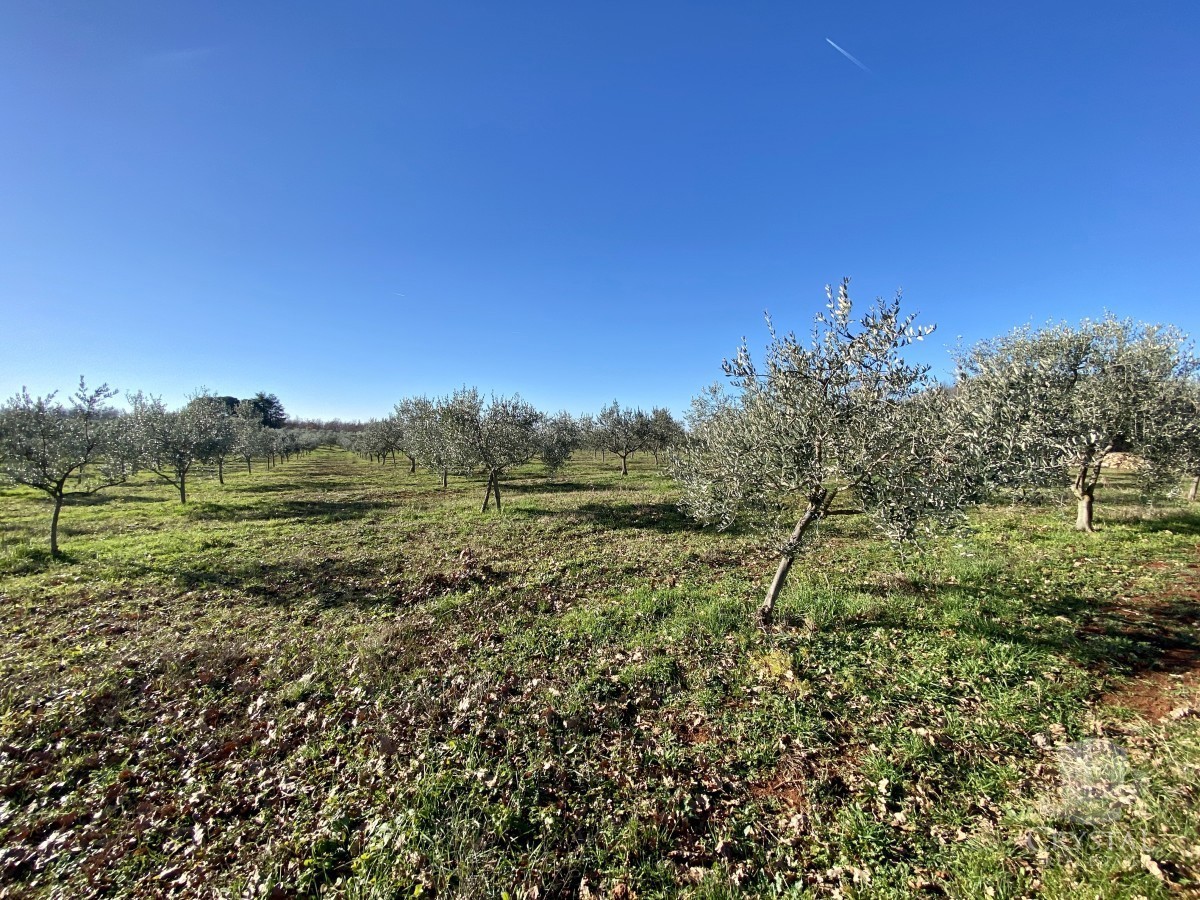 10.324 m2 PROPRIETÀ AGRICOLA CON ULIVETO, VISTA MARE E STRUTTURA LEGALIZZATA: UN'OASI DI PACE A SOLI 3,5 KM DA NOVIGRAD!