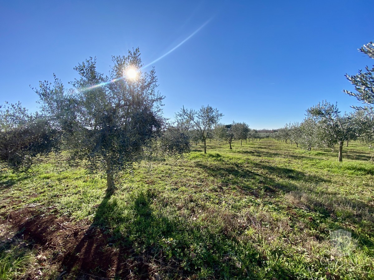 10.324 m2 PROPRIETÀ AGRICOLA CON ULIVETO, VISTA MARE E STRUTTURA LEGALIZZATA: UN'OASI DI PACE A SOLI 3,5 KM DA NOVIGRAD!
