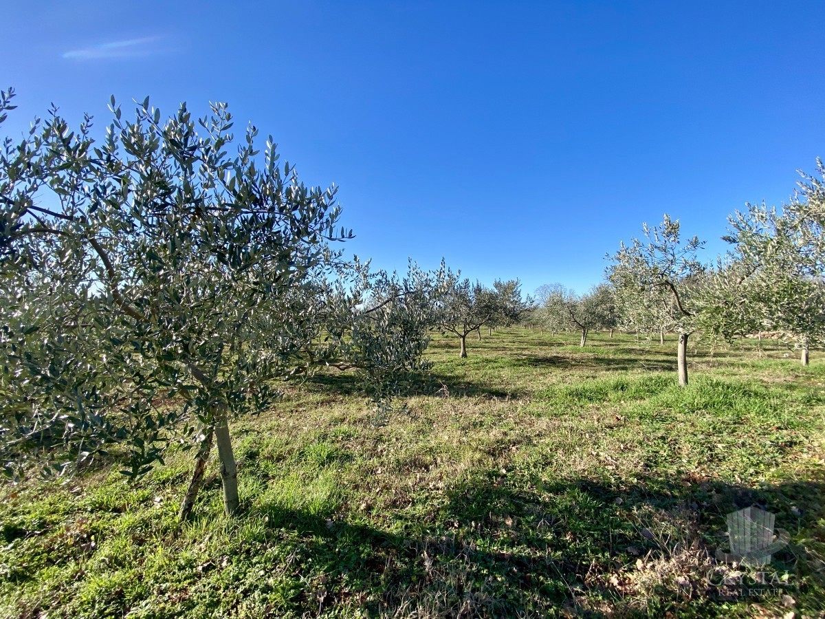 10.324 m2 PROPRIETÀ AGRICOLA CON ULIVETO, VISTA MARE E STRUTTURA LEGALIZZATA: UN'OASI DI PACE A SOLI 3,5 KM DA NOVIGRAD!
