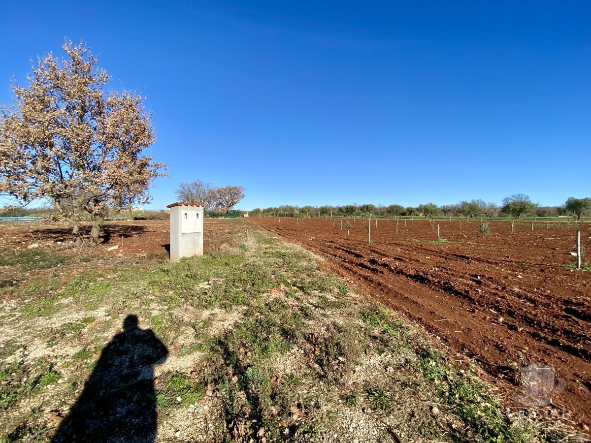 10.324 m2 PROPRIETÀ AGRICOLA CON ULIVETO, VISTA MARE E STRUTTURA LEGALIZZATA: UN'OASI DI PACE A SOLI 3,5 KM DA NOVIGRAD!