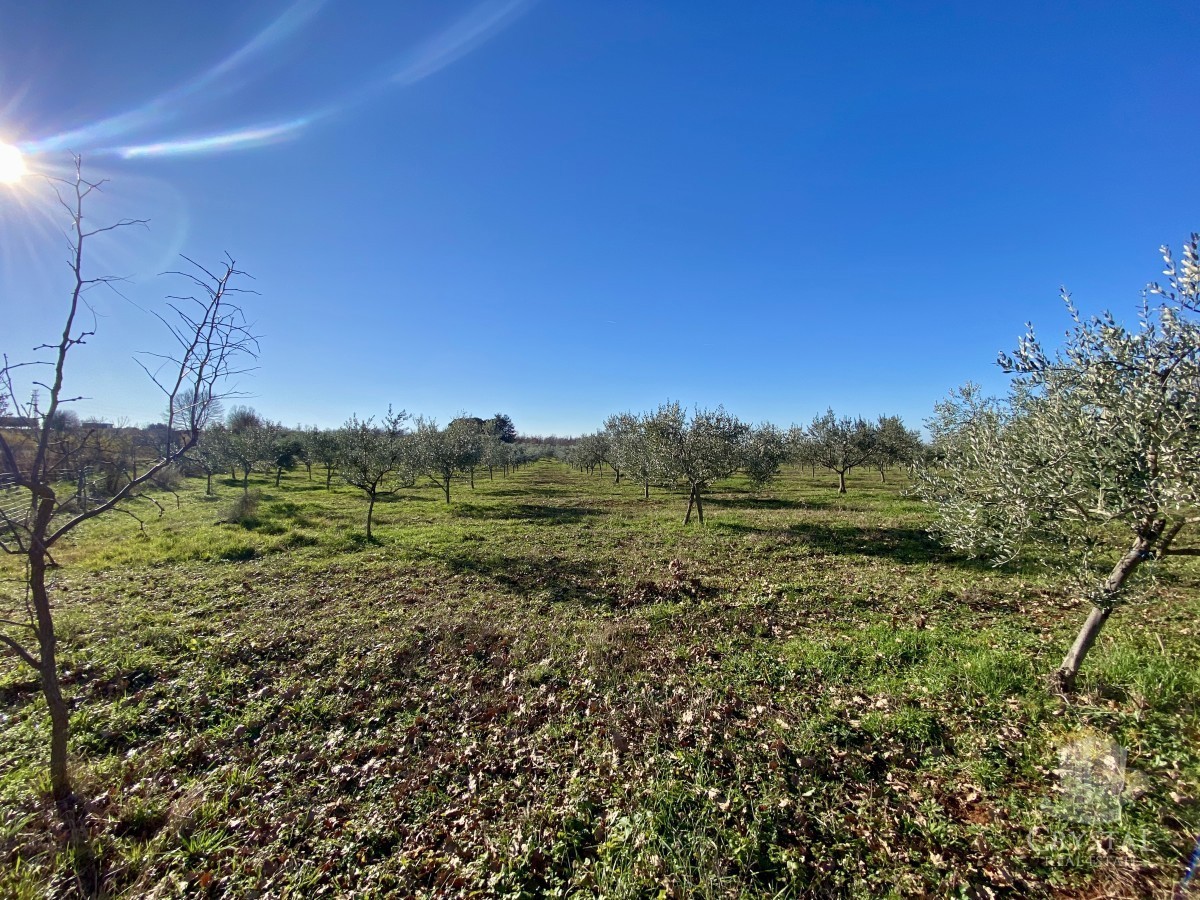 10.324 m2 PROPRIETÀ AGRICOLA CON ULIVETO, VISTA MARE E STRUTTURA LEGALIZZATA: UN'OASI DI PACE A SOLI 3,5 KM DA NOVIGRAD!
