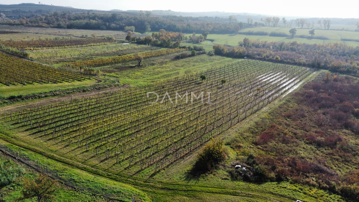 ISTRIA, BUJE - Vigneto perfetto in ottima posizione 9350 m2