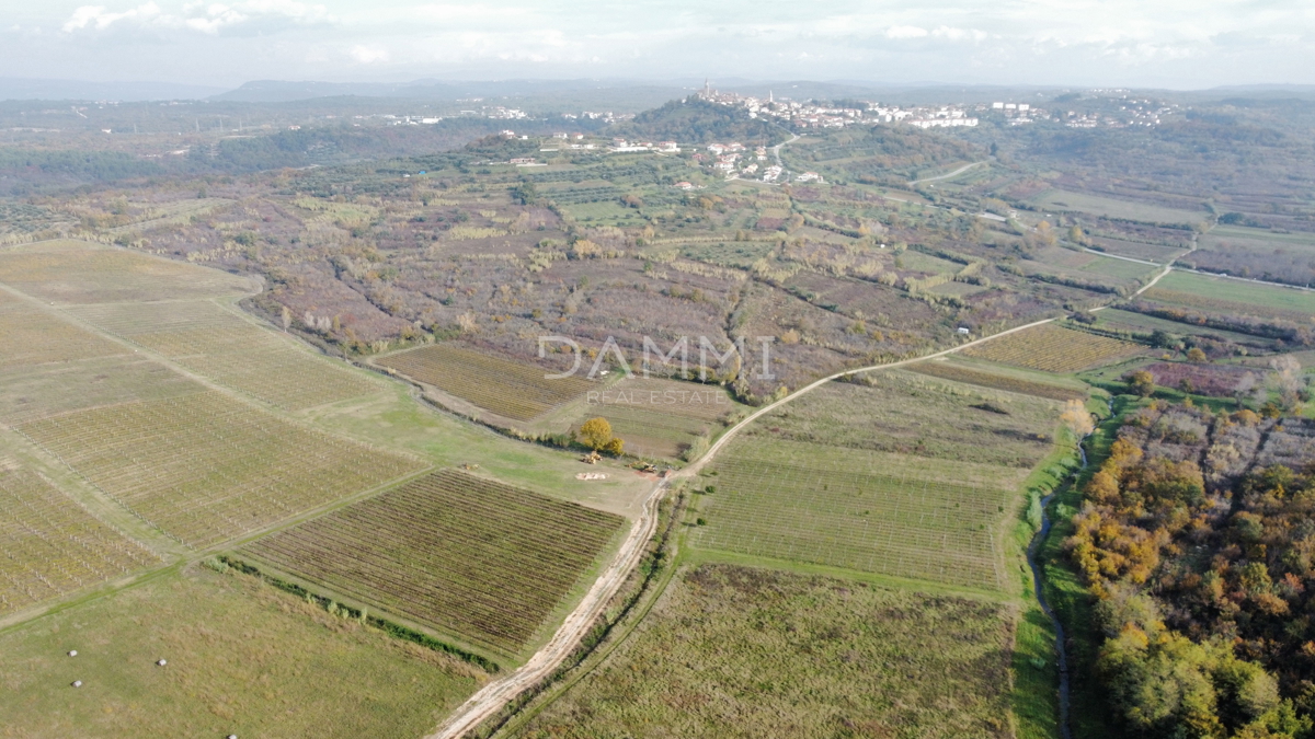 ISTRIA, BUJE - Vigneto perfetto in ottima posizione 9350 m2