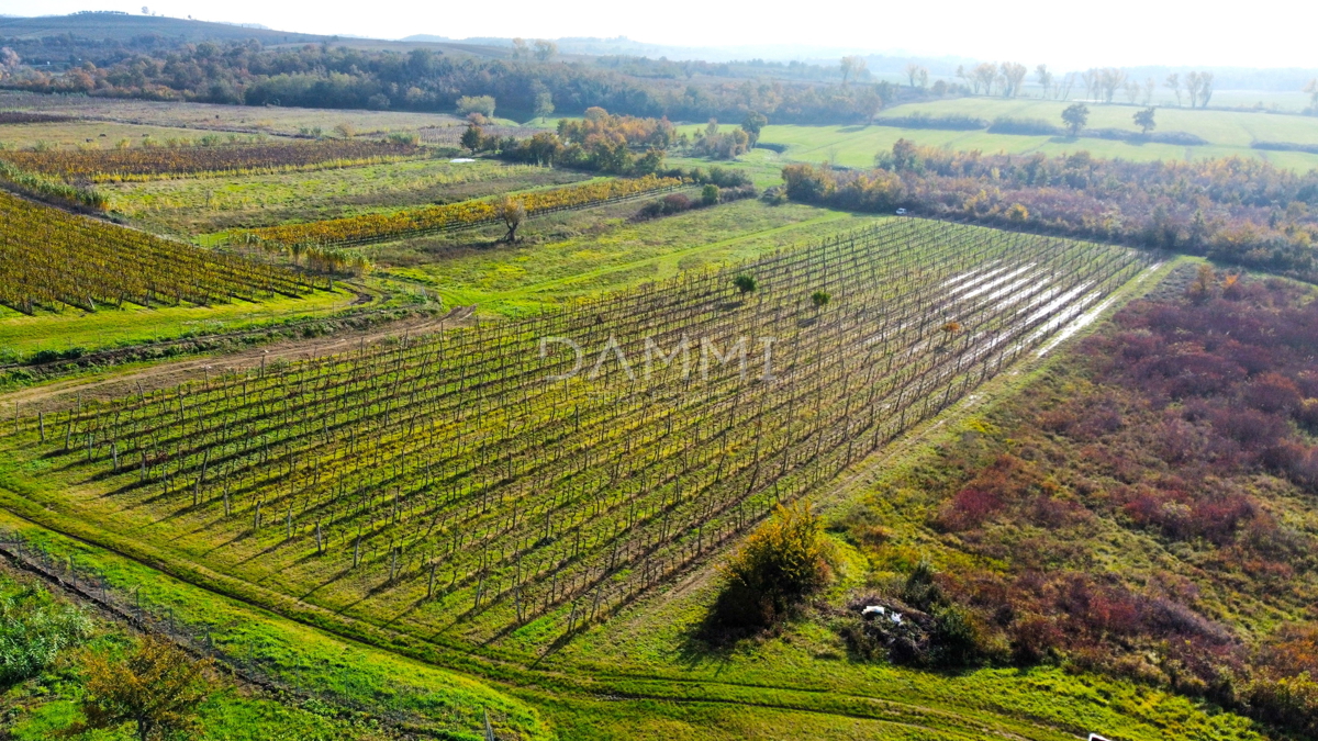 ISTRIA, BUJE - Vigneto perfetto in ottima posizione 7600 m2