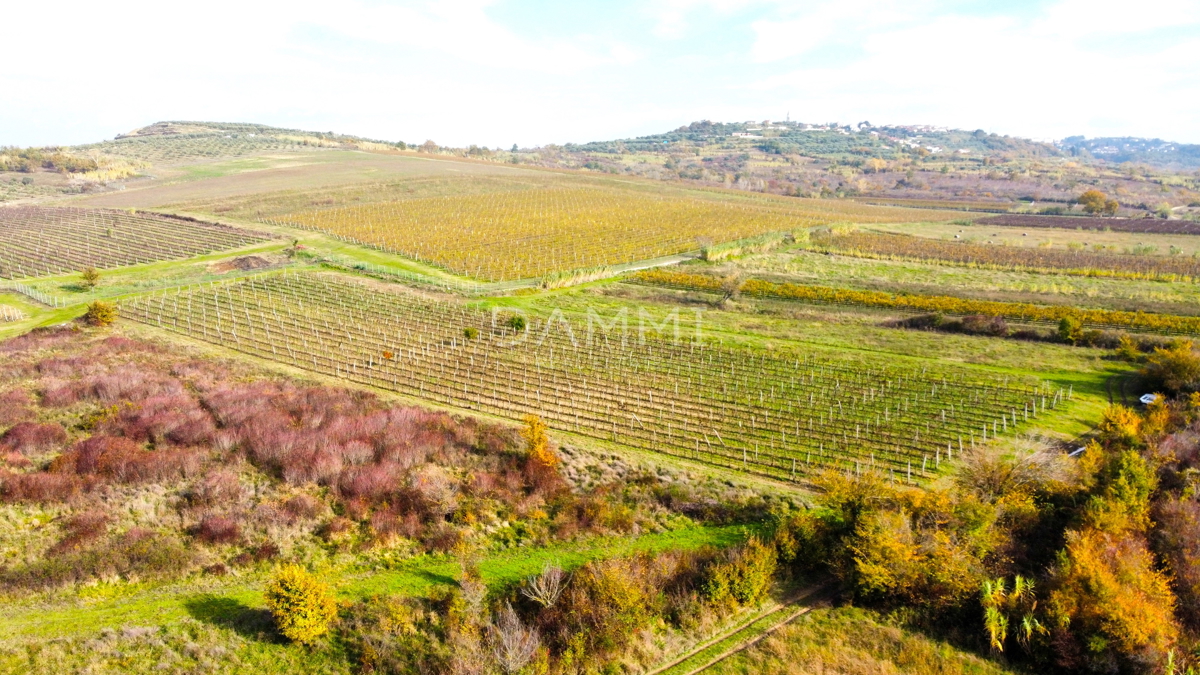 ISTRIA, BUJE - Vigneto perfetto in ottima posizione 7600 m2