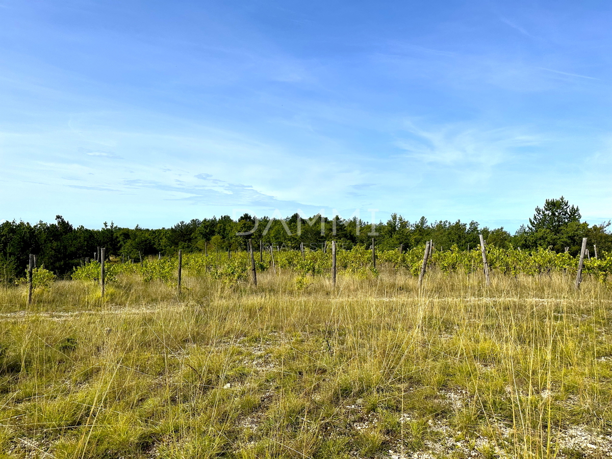 ISTRIA CENTRALE - Terreno agricolo 50.860 mq con vista panoramica