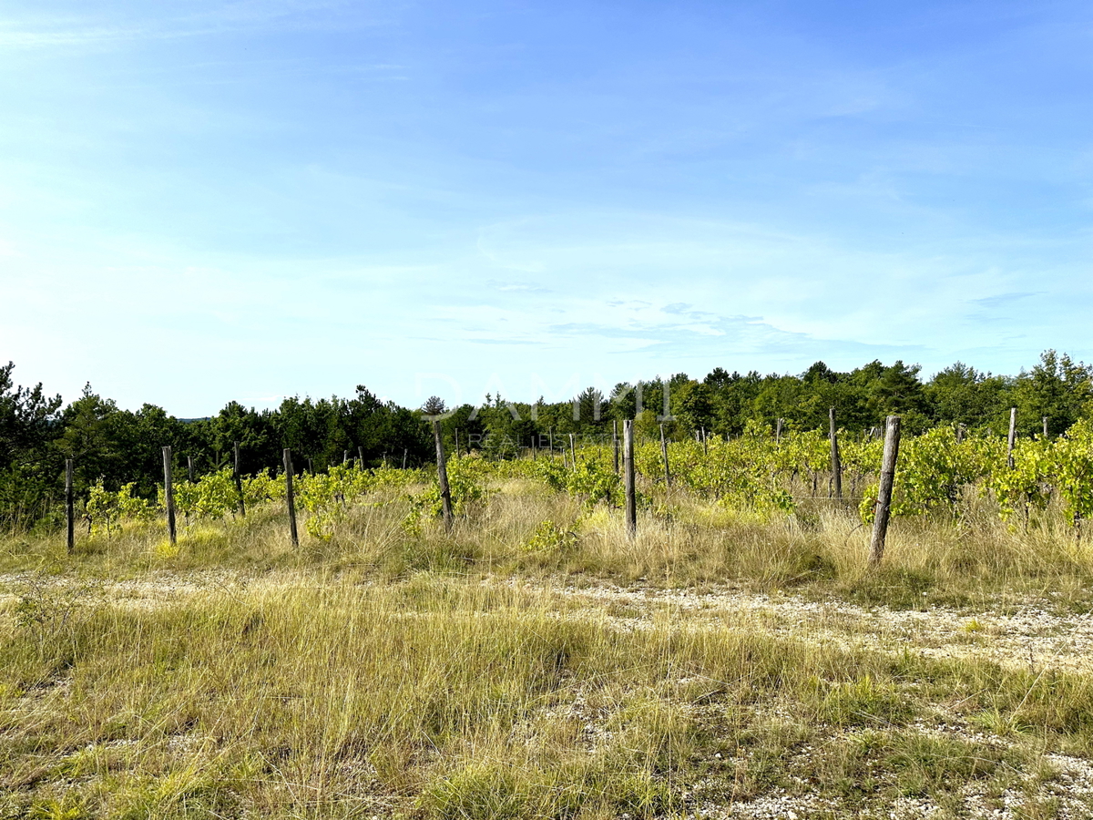 ISTRIA CENTRALE - Terreno agricolo 50.860 mq con vista panoramica