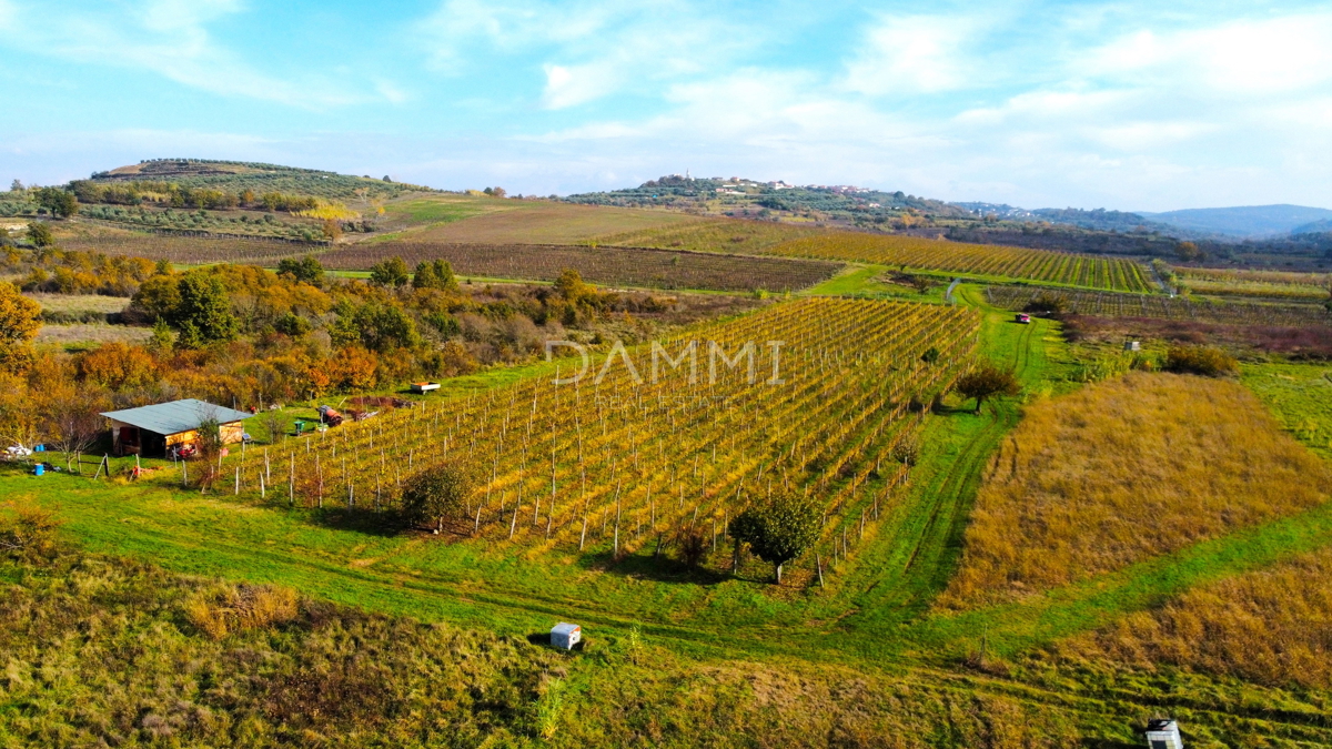 ISTRIA, BUJE - Vigneto perfetto in ottima posizione 10720 m2