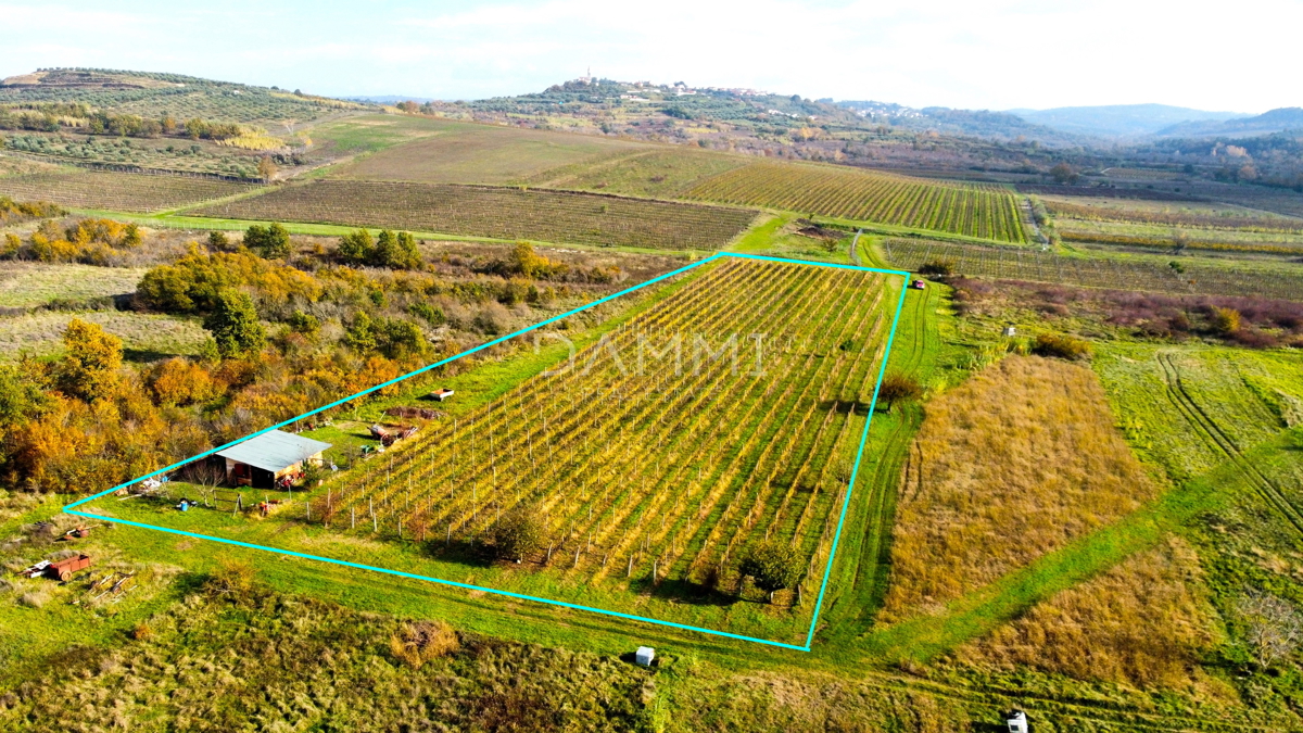 ISTRIA, BUJE - Vigneto perfetto in ottima posizione 10720 m2