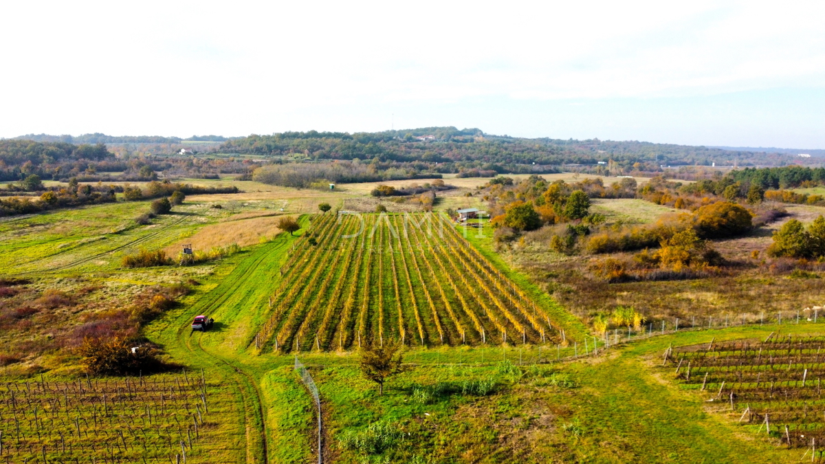 ISTRIA, BUJE - Vigneto perfetto in ottima posizione 10720 m2