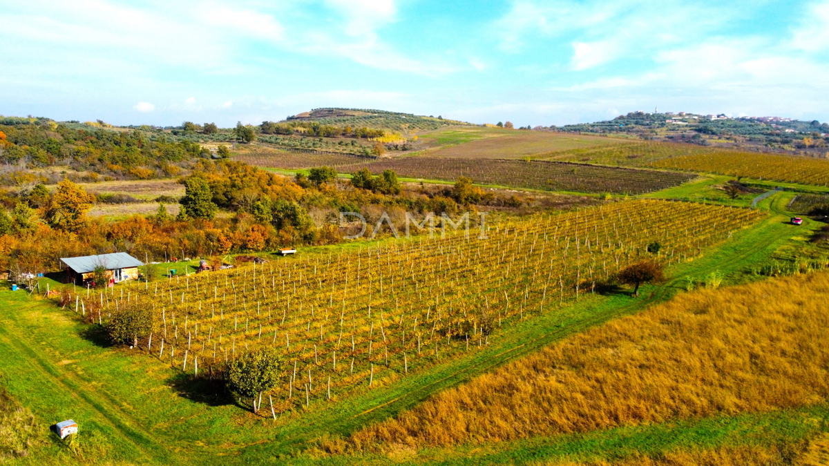 ISTRIA, BUJE - Vigneto perfetto in ottima posizione 10720 m2