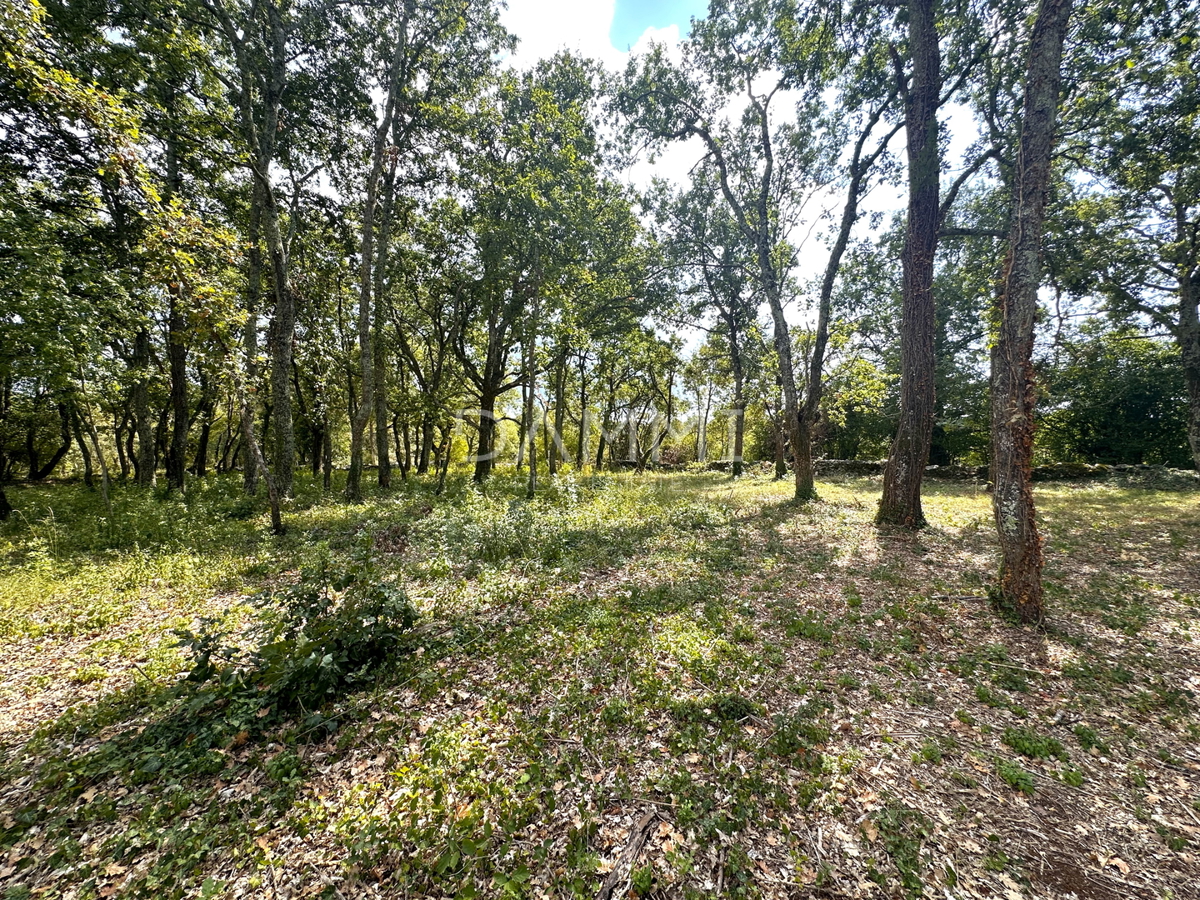 ISTRIA, TINJAN - Terreno edificabile in zona appartata e immersa nel verde