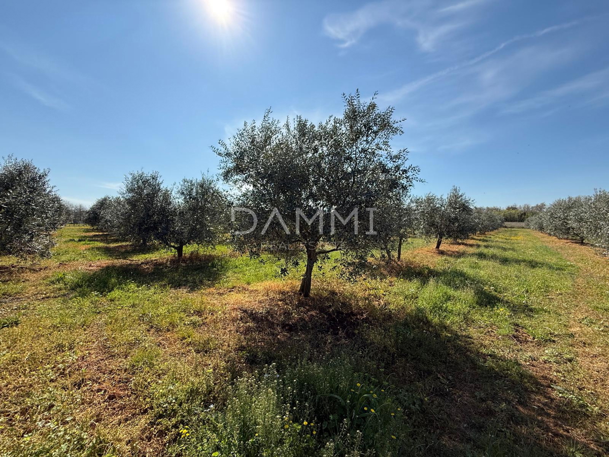 ISTRA, TAR-VABRIGA - ULIVETO A 500 M DAL MARE