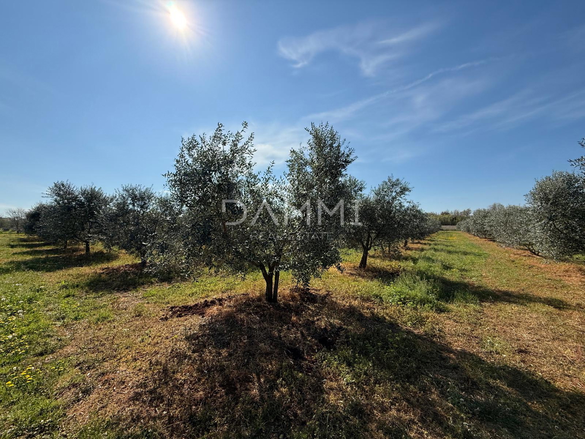 ISTRA, TAR-VABRIGA - ULIVETO A 500 M DAL MARE