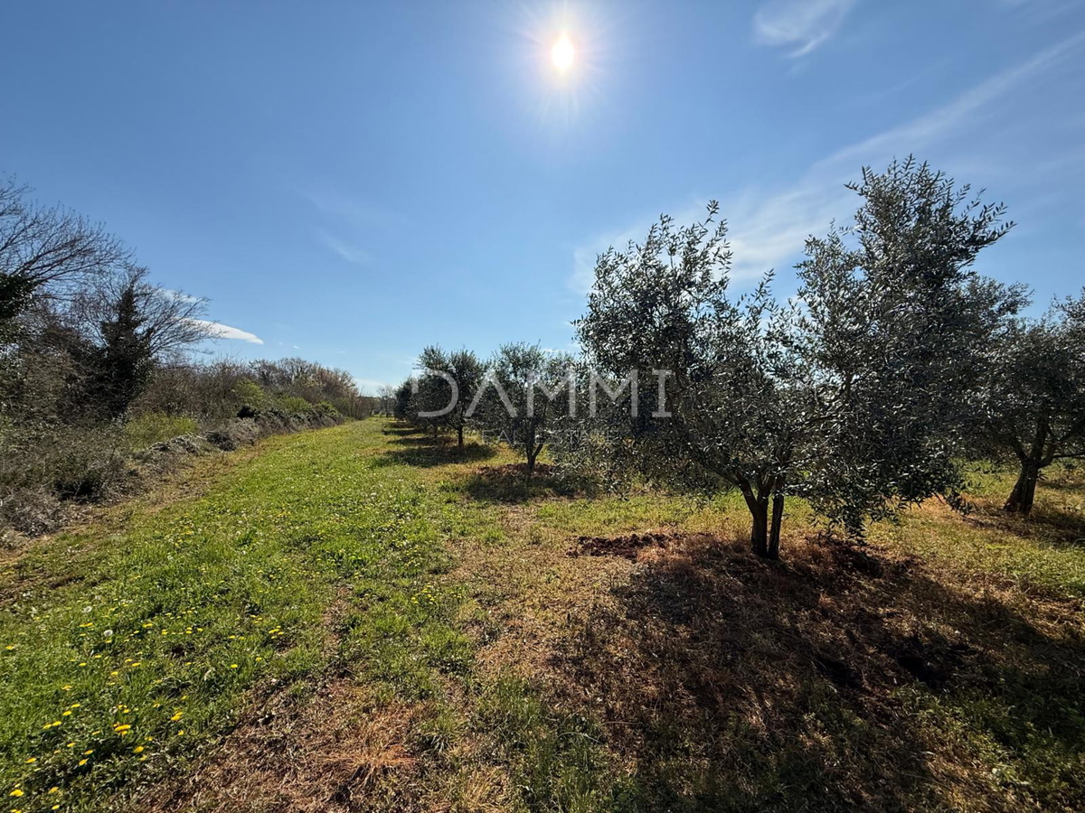 ISTRA, TAR-VABRIGA - ULIVETO A 500 M DAL MARE