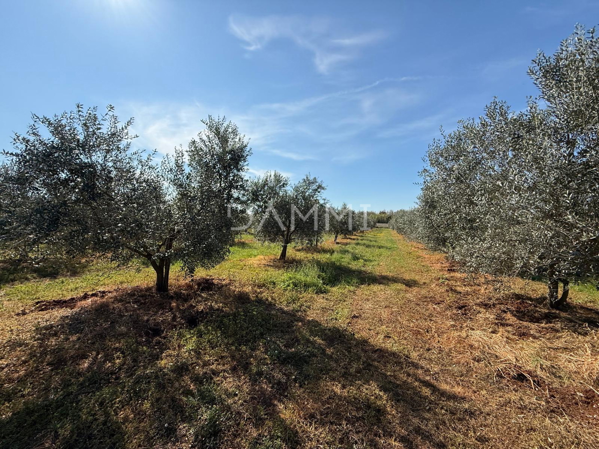 ISTRA, TAR-VABRIGA - ULIVETO A 500 M DAL MARE