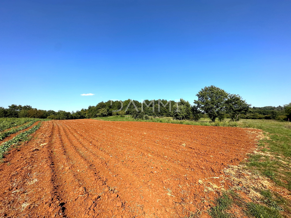 ISTRIA CENTRALE - Complesso unico di terreni agricoli edificabili