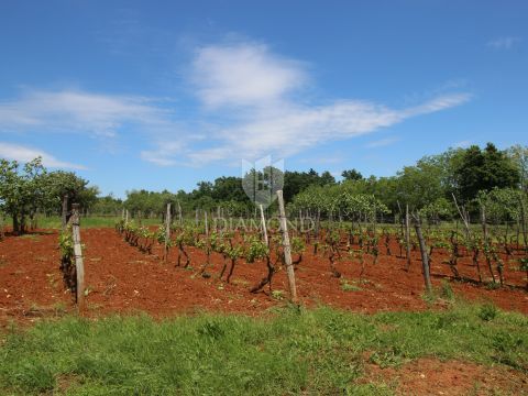 Barban, terreno con progetto in una posizione tranquilla
