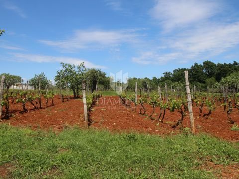 Barban, terreno con progetto in una posizione tranquilla