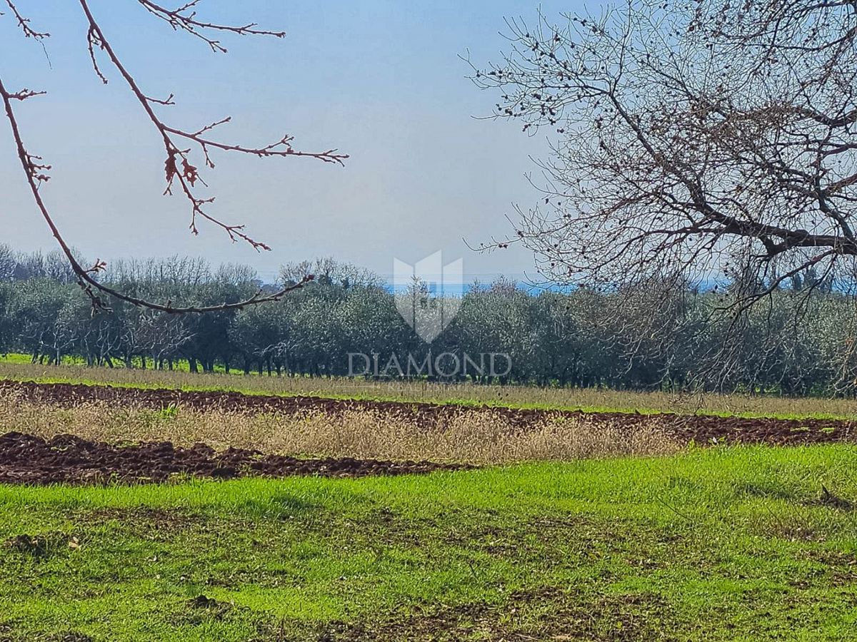 Terreno Novigrad, 649m2