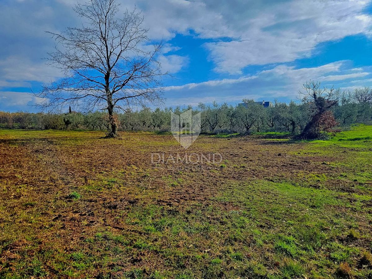 Terreno Novigrad, 649m2