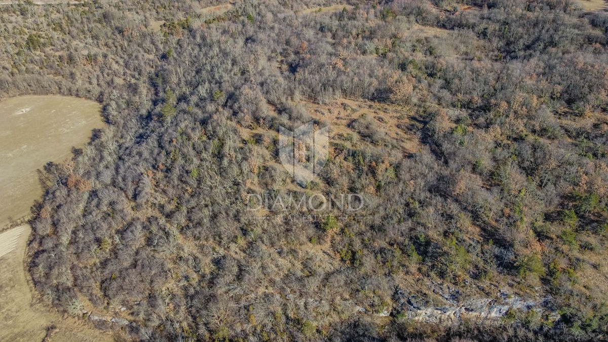 Ampio terreno immerso nella natura non lontano da Grisignana