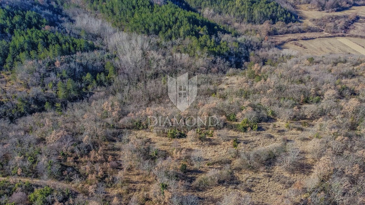 Ampio terreno immerso nella natura non lontano da Grisignana