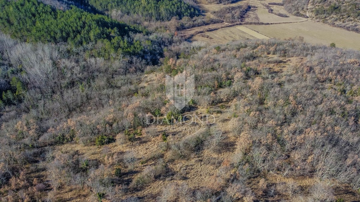 Ampio terreno immerso nella natura non lontano da Grisignana