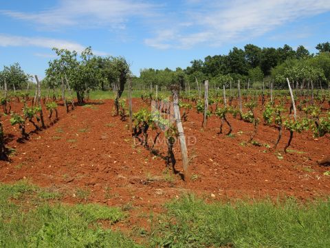 Barban, terreno attraente con progetto preliminare