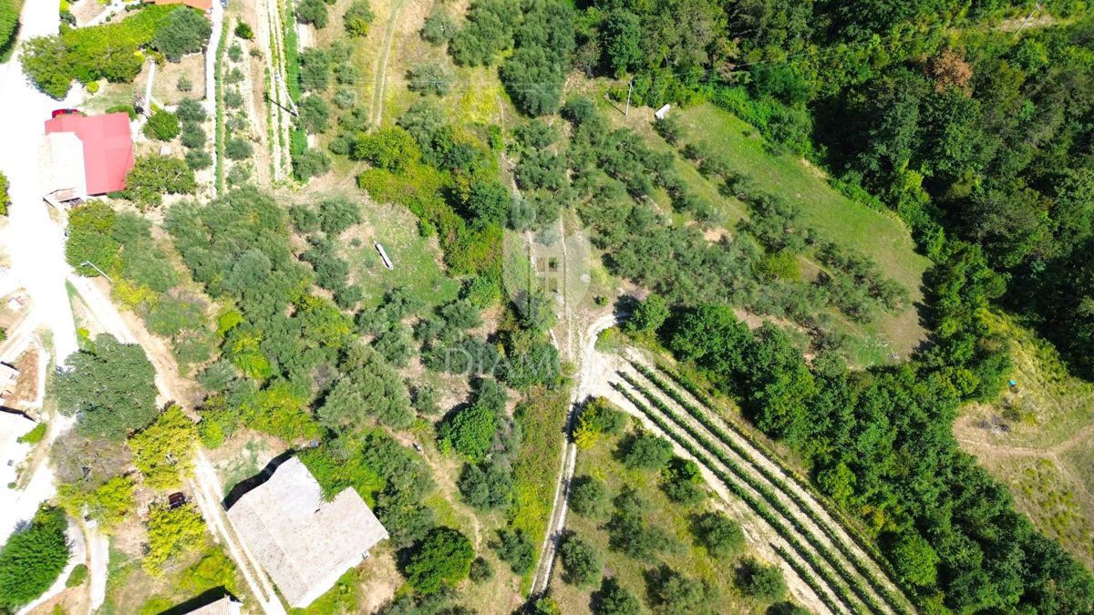 Cerovlje, dintorni, proprietà con due case in pietra e uliveti su un terreno edificabile