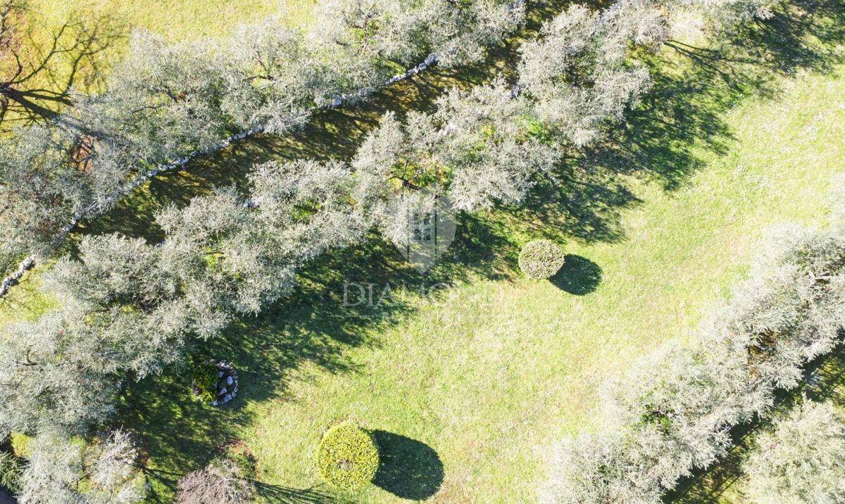 Parenzo – Dintorni – Splendido Terreno Edificabile con Uliveto