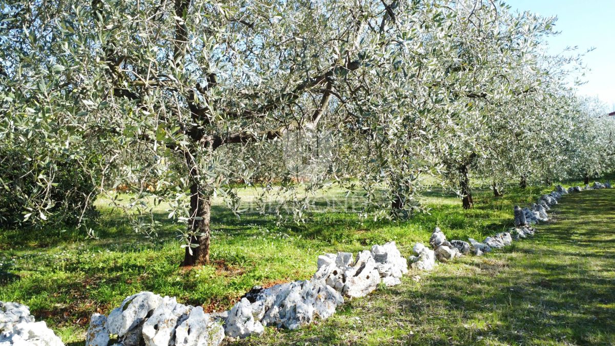 Parenzo – Dintorni – Splendido Terreno Edificabile con Uliveto