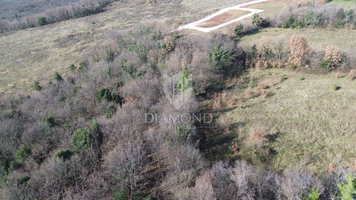 Foresta ai margini dell'urbanizzazione