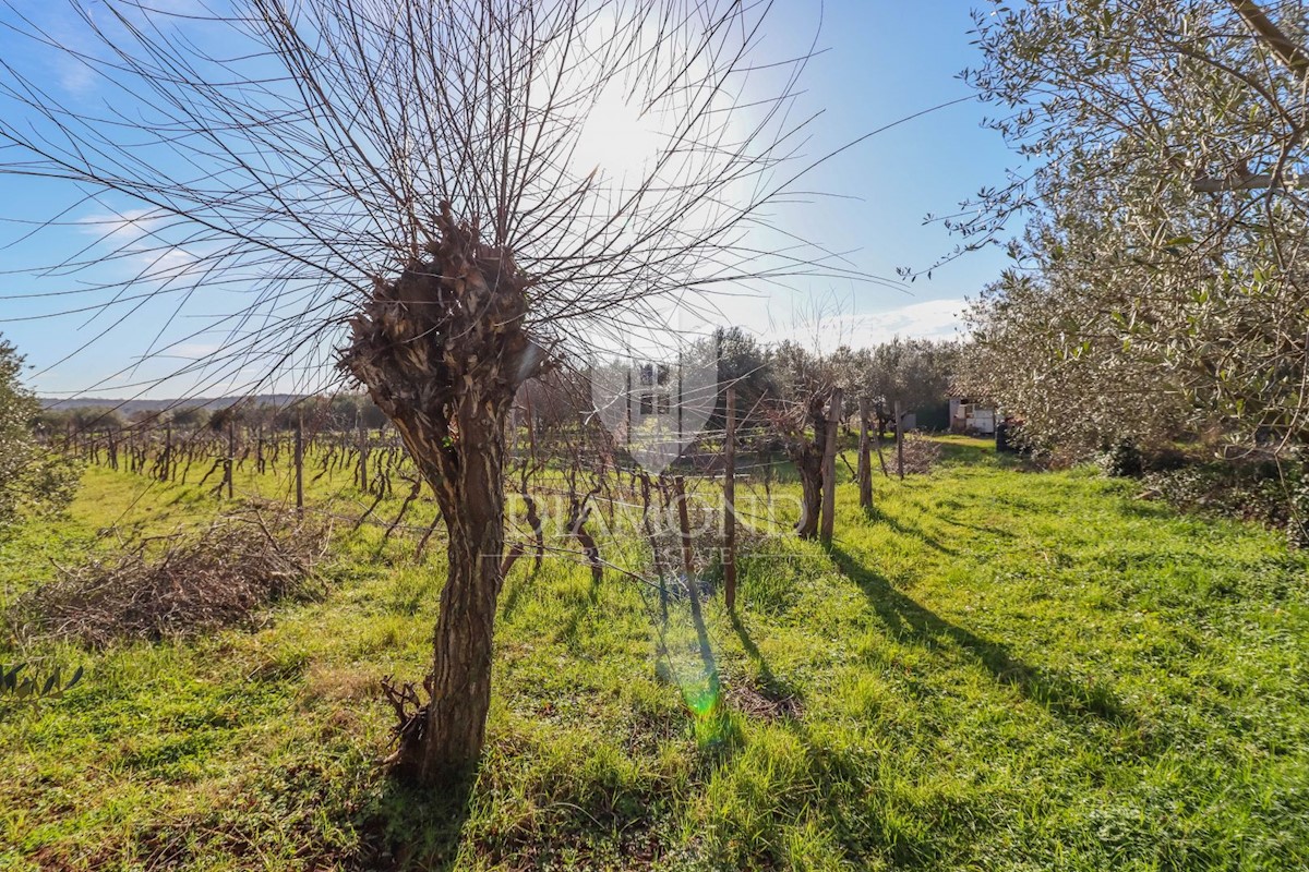 Rovigno, terreno coltivato con casa legalizzata