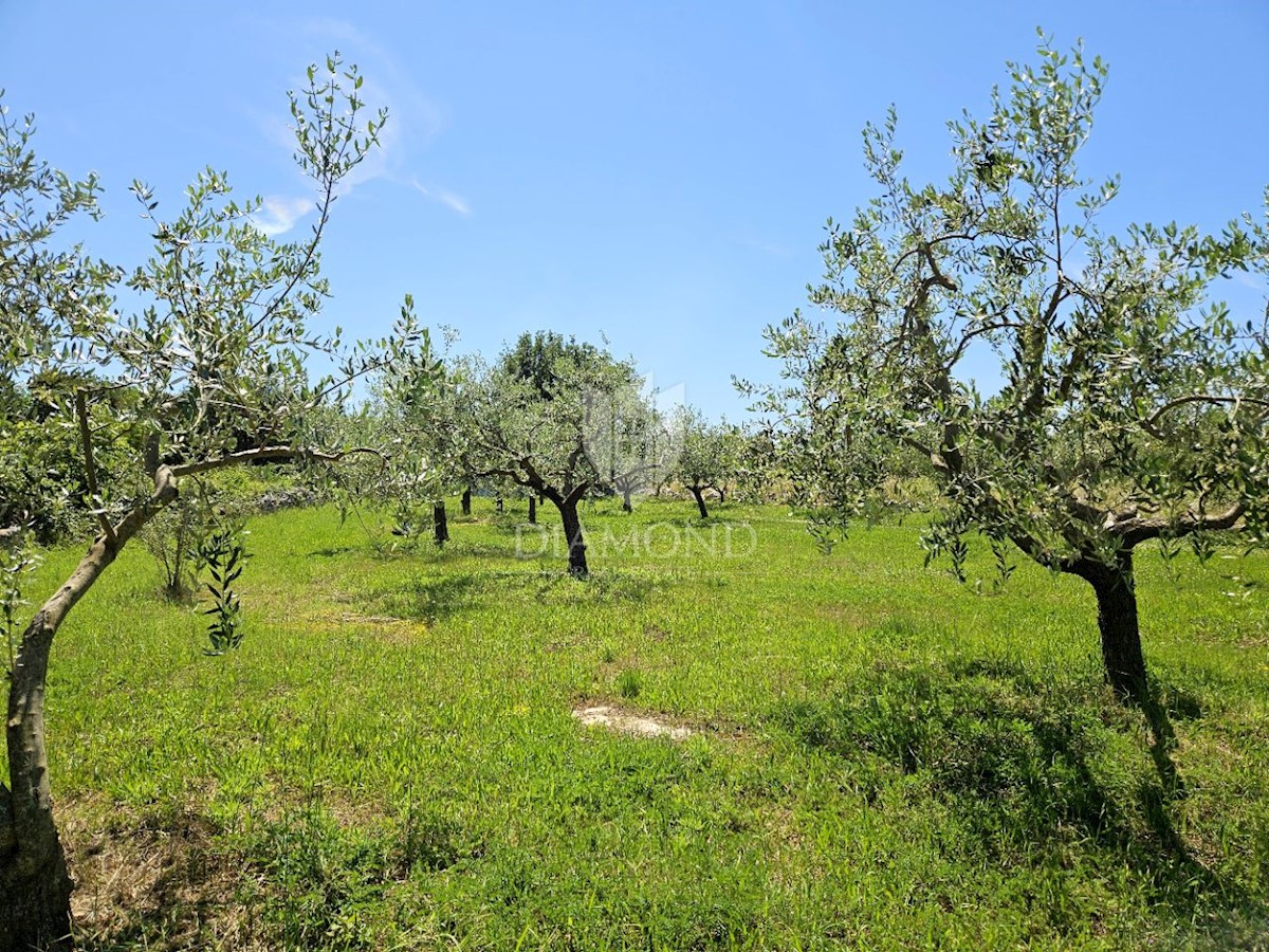 Terreno con progetto e permesso di costruire, vicino a Parenzo