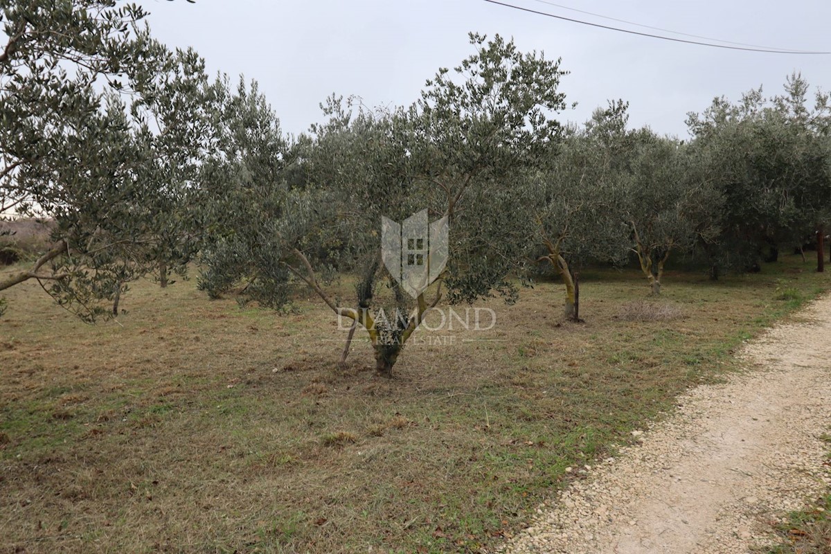 Pola, dintorni, bellissimo terreno edificabile vicino alla città