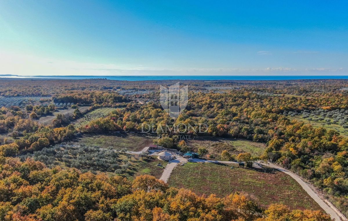 ESCLUSIVO! Uliveto con olio pregiato e pluripremiato