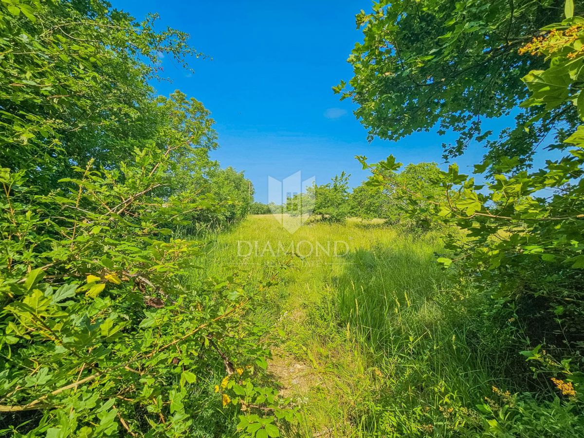 Grisignana, terreno di 2898 m² per la costruzione di più case!